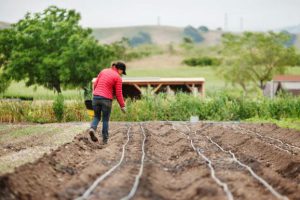 پنج نکته مهم در آماده سازی زمین زراعی برای بهار