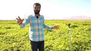 آبیاری سیب زمینی با آبپاش برنجی ویسپار - از زبان کشاورز
