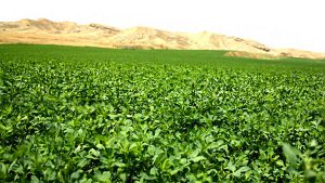 برنامه ریزی آبیاری یونجه