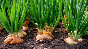 آشنایی با بهترین روش های آبیاری پیاز نظیر آبیاری قطره ای و بارانی