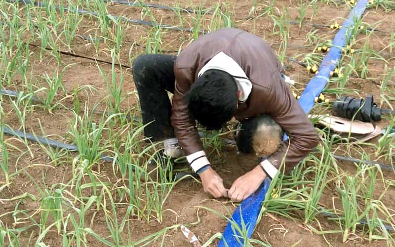 رفع گرفتگی قطره چکان در لوله کشی آبیاری قطره ای