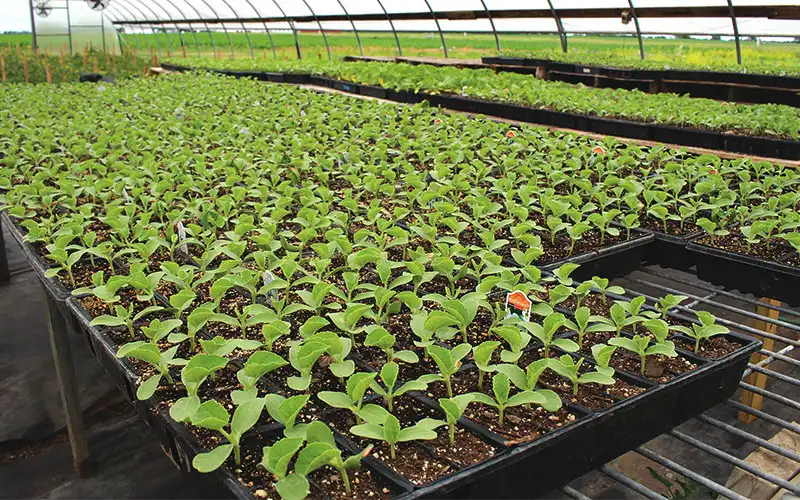 سیستم کشت گلخانه‌ای