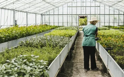 آشنایی با شیوه راه اندازی کشت گلخانه ای