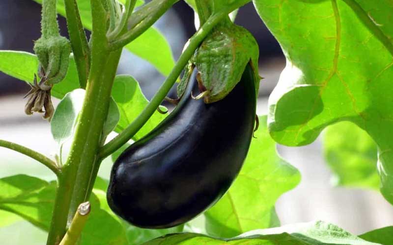 همه چیز در مورد کشت و آبیاری بادمجان