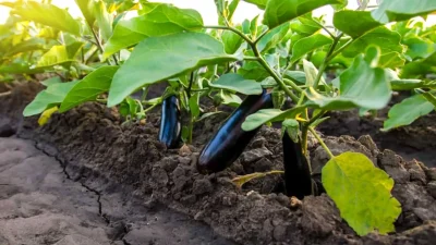 آشنایی با روش های آبیاری بادمجان