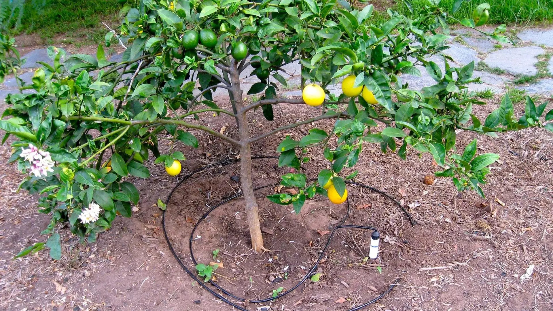 آبیاری قطره ای درخت میوه