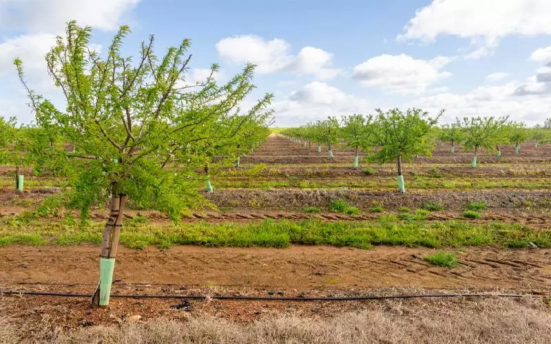 آبیاری قطره ای درخت به صورت سطحی