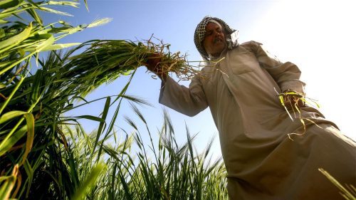 صادرات-کشاورزی-به-عراق_G35HKKSTCL5MKX2main-q4wkja03n9tykftz1qz4h227quad7c5abv25pjdkhm صادرات-کشاورزی-به-عراق_G35HKKSTCL5MKX2main-q4wkja03n9tykftz1qz4h227quad7c5abv25pjdkhm