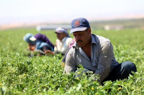 کشاورزی-سوریه_JWWY3A0FVN1U438main-q4wkjfn4sa1oi3ls4tevw0mzb5ikhirocmz2l757ug کشاورزی-سوریه_JWWY3A0FVN1U438main-q4wkjfn4sa1oi3ls4tevw0mzb5ikhirocmz2l757ug